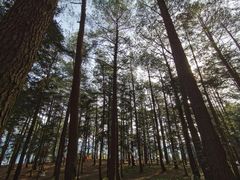 -重庆睡佛山森林公园