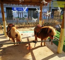 -萌宠亲子动物乐园(槐房万达店)