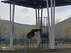 -哈尔滨北方森林动物园