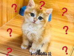 -猫十亿·布偶金渐层·曼基康矮脚猫舍(青年路店)