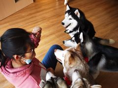 -Husky Go! 哈士奇体验馆·宠物咖啡厅狗咖