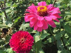 -北京东方普罗旺斯薰衣草庄园