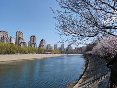 -桃花堤公园
