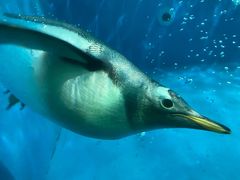 -泉城欧乐堡海洋极地世界