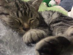 -纳吉亚猫专科动物诊疗中心(蒋宅口分院)