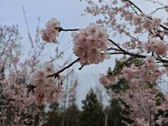 景点-顾村公园