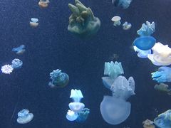 -新加坡海洋生态馆