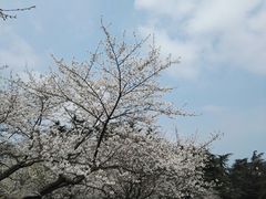 -武汉大学-樱园