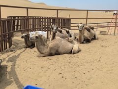 -银肯塔拉沙漠生态旅游景区