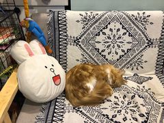-平行世界·猫咖(首经贸店)