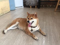 -柴犬高等学院·狗咖·柴犬售卖·宠物训练