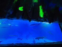 -泉城欧乐堡海洋极地世界