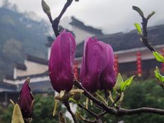 -绩溪龙川景区