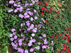-松山湖梦幻百花洲