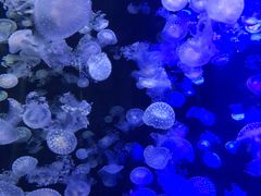 -烟台海昌鲸鲨海洋公园