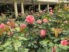 -人民公园(罗湖区)