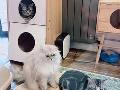 -猫大福·Fortune Cat猫舍(百子湾店)