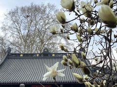 -灵谷景区