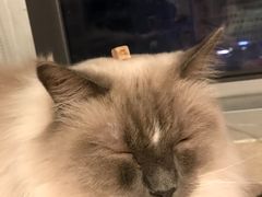 -Cappucimeow猫咪咖啡馆(韦伯时代店)