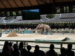 -野象谷景区