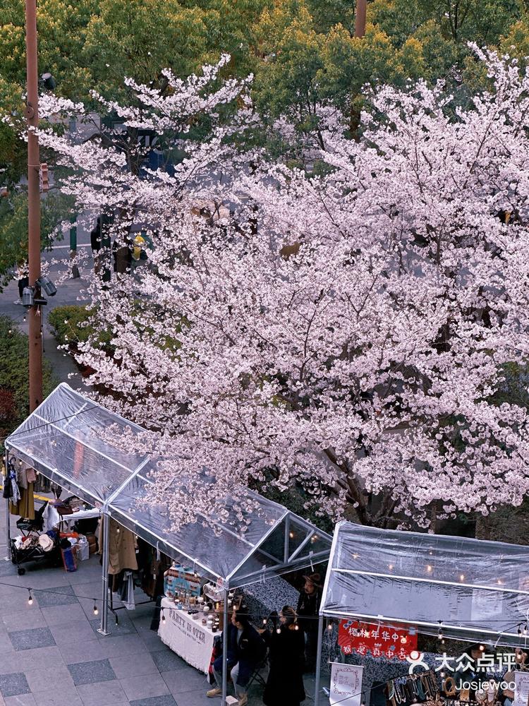 大学路樱花图片