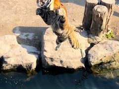 -上海野生动物园