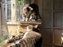 -海边的猫和咖啡馆