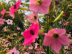 -深圳国际园林花卉博览园
