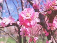 -大兴滨河森林公园