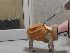 -谐和贝康宠物医院24小时·宠保定点(急重症转诊中心)