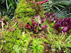 -正佳雨林生态植物园
