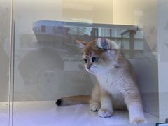 -小猫来了·猫舍(红山六九七九店)