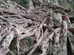 -梧桐山风景名胜区