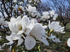 -花开海上生态园