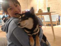 -南京Hallo宠物乐园·哈罗犬舍·柴犬繁育基地