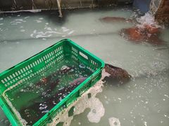 -鱼窝棚柴火铁锅炖(富山屯店)