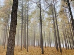 -塞罕坝国家级自然保护区