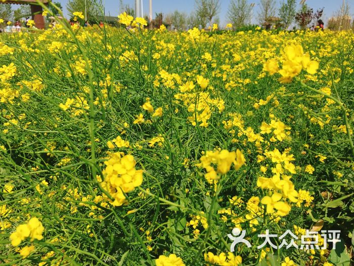 西双塘油菜花海图片 - 第6张