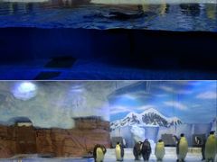 -海合安成都极地海洋公园