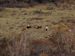 -塞罕坝国家级自然保护区