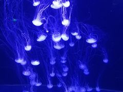 -青岛海底世界-水族馆