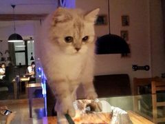-喵园·猫主题咖啡厅·撸猫·猫咖(国贸店)