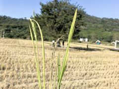 -艾米稻香小镇