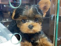 -FAELING PETS美天灵宠物(富力广场店)