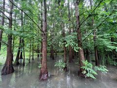 -桤木河湿地公园