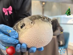 -肆月河豚·新淮扬(金融街店)