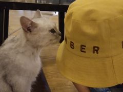 -萌喵宠狗爱心宠咖