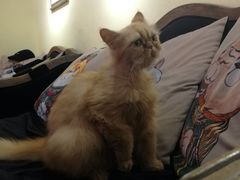 -more than meow吴止猫主题餐厅(承德 中船汇店)