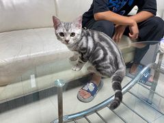 -lincat·猫舍(广州店)