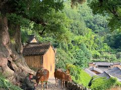 -杨家堂村